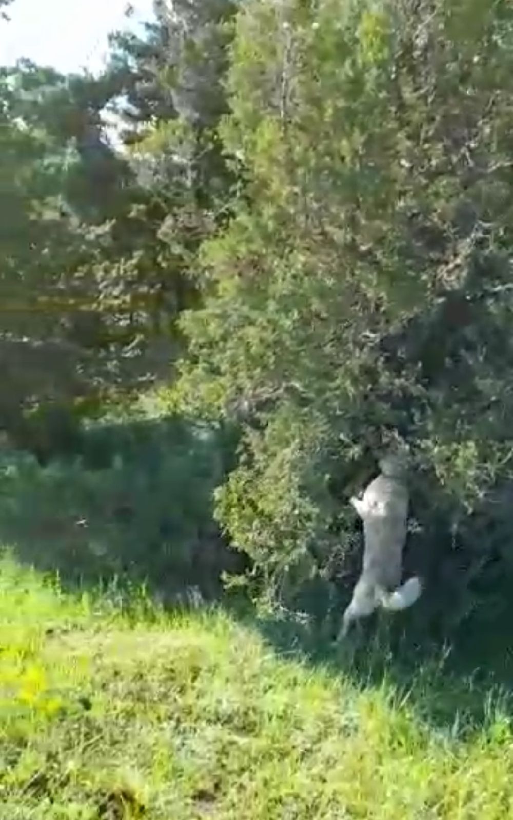 Sürüyü korumak için ağaca tırmandı, 2 metrelik yılanı etkisiz hale getirdi