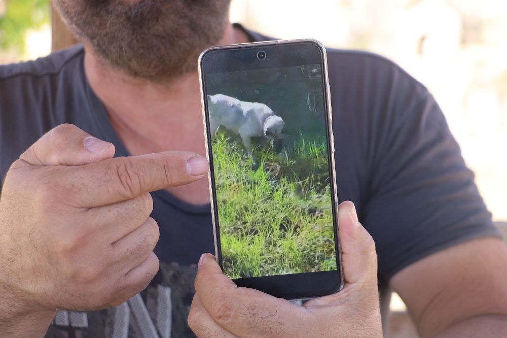 Sürüyü korumak için ağaca tırmandı, 2 metrelik yılanı etkisiz hale getirdi
