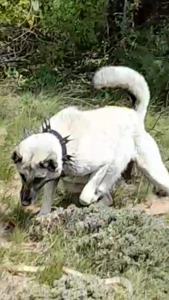 Sürüyü korumak için ağaca tırmandı, 2 metrelik yılanı etkisiz hale getirdi