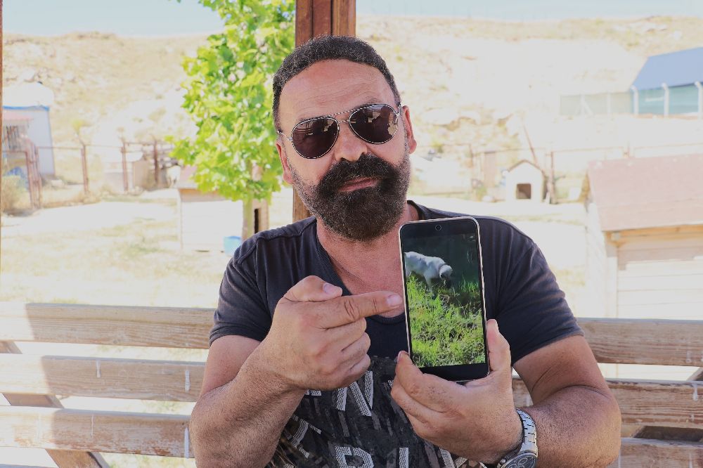 Sürüyü korumak için ağaca tırmandı, 2 metrelik yılanı etkisiz hale getirdi