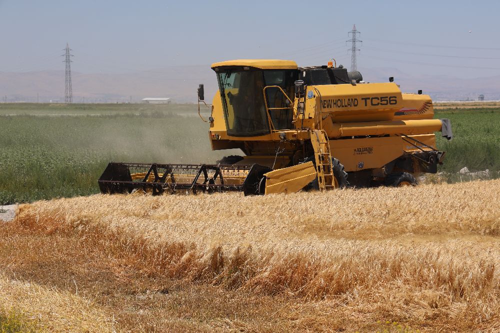 Tarımın başkenti Konya'da hububatta ciddi rekolte kaybı
