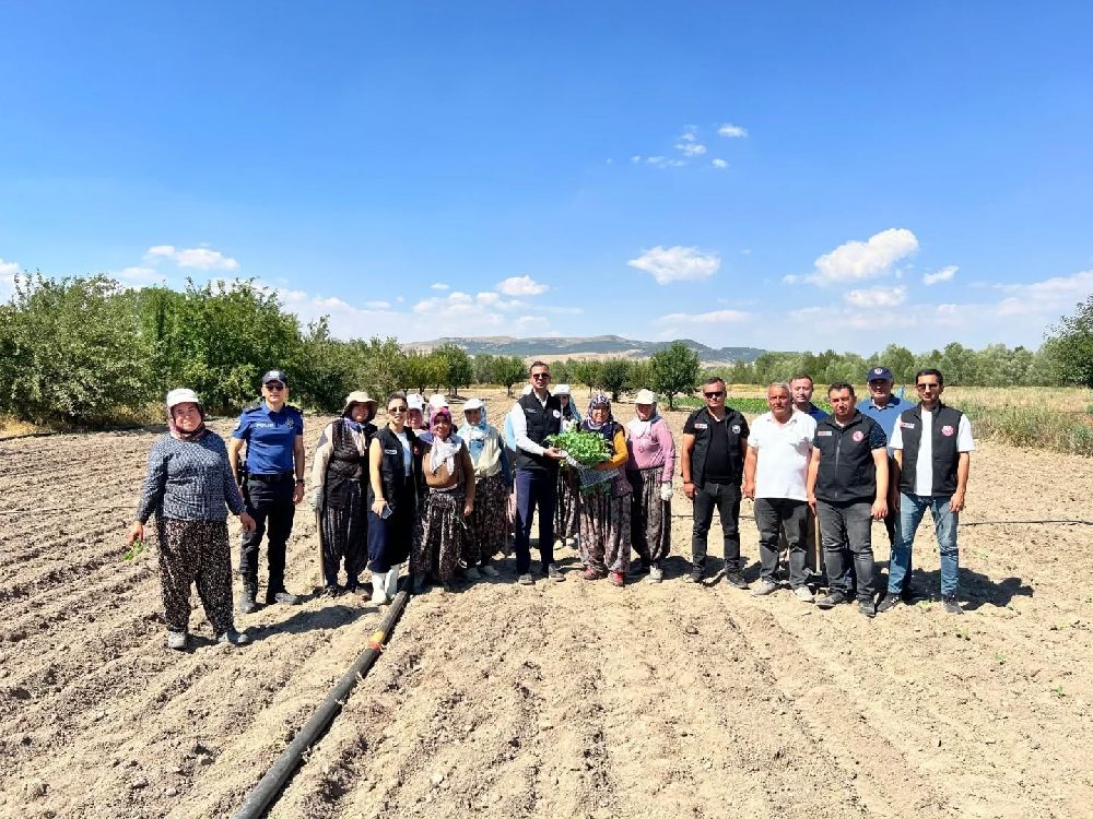 Taşoluk’ta 862 bin brokoli fidesi toprakla buluştu
