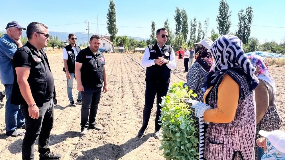 Taşoluk’ta 862 bin brokoli fidesi toprakla buluştu