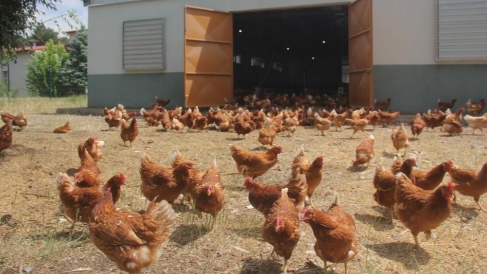 Tavuk eti üretimi Mayıs ayında yüzde 1,8 arttı