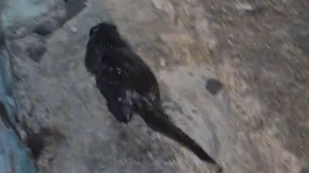 Tekirdağ'da Marmara Denizi kıyısında su samuru yavrusu görüntülendi