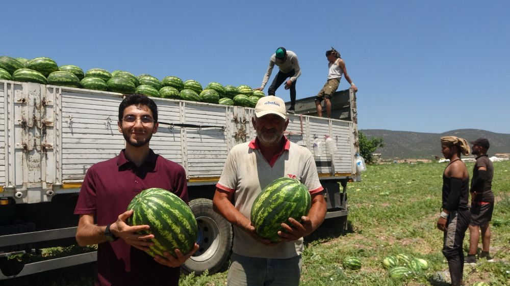 Tescilli Osmaneli karpuzunda hasat zamanı