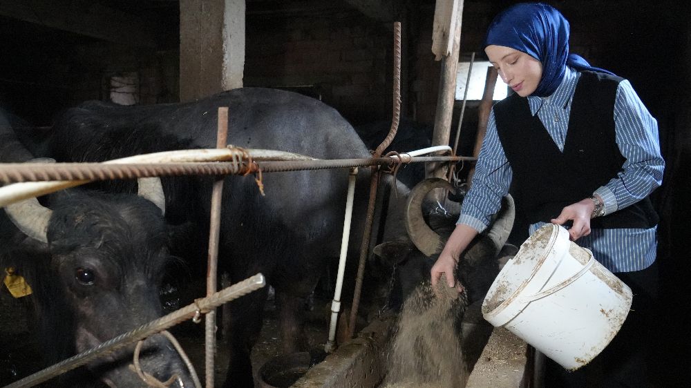 Ticari süt işletmelerince 999 bin 348 ton inek sütü toplandı
