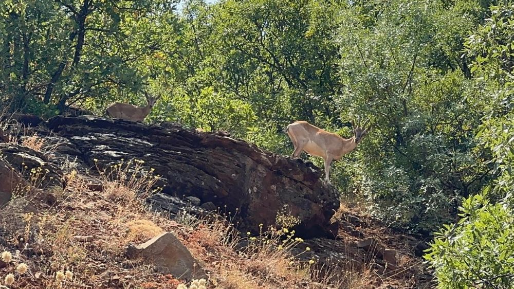 Tunceli'de dağ keçileri görüntülendi