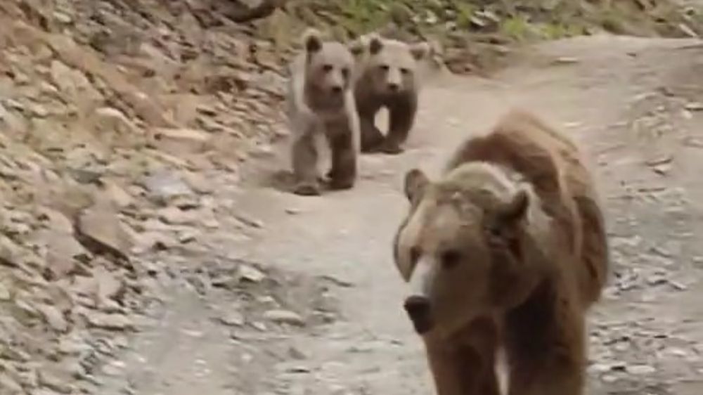 Tunceli’de dağ keçileri ve ayı ailesi kamerada