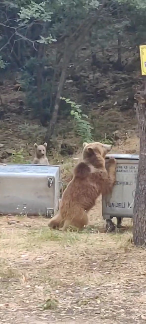 Tunceli’de dağ keçileri ve ayı ailesi kamerada