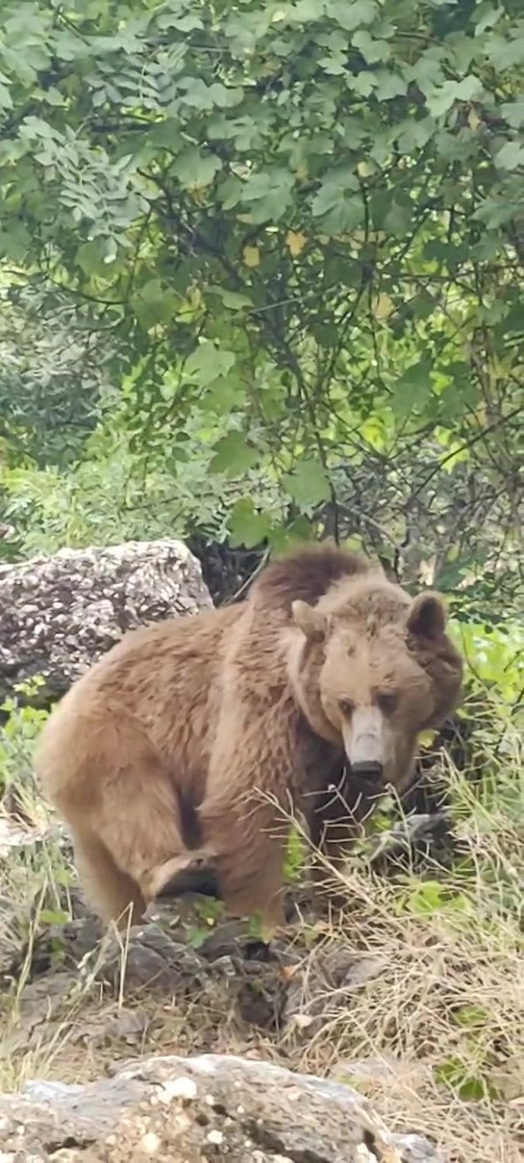 Tunceli’de dağ keçileri ve ayı ailesi kamerada