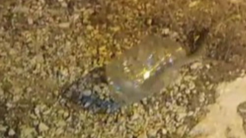 Tunceli'de kız yurdunda yakalanan engerek doğaya bırakıldı