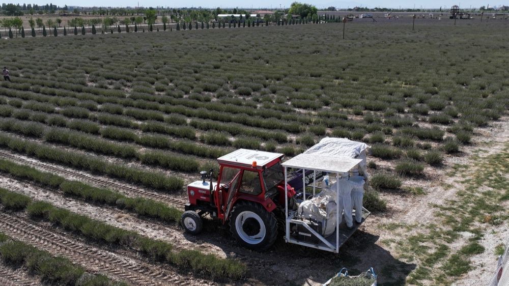 Türkiye’nin en büyük Lavanta Bahçesi’nde hasat zamanı