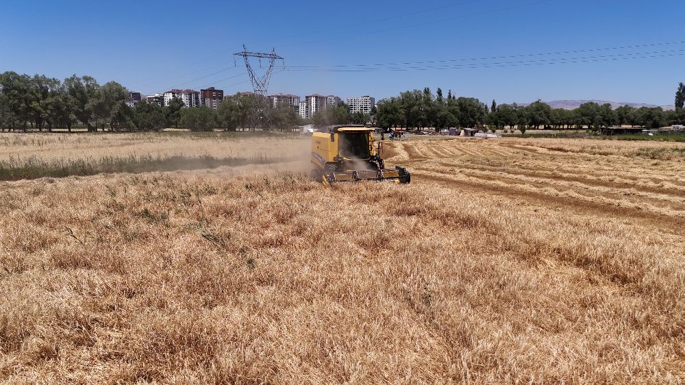  Türkiye'nin tahıl ambarında hasat başladı, çiftçinin yüzü güldü