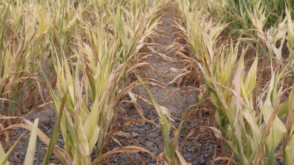 Ürünü kuruyan çiftçiden Denizli Belediyesi'ne çağrı: "DESKİ zararımızı karşılasın"