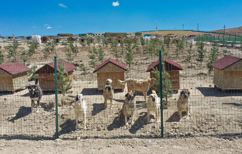 Van Büyükşehir Belediyesi doğal yaşam alanına 20 bin ağaç dikti