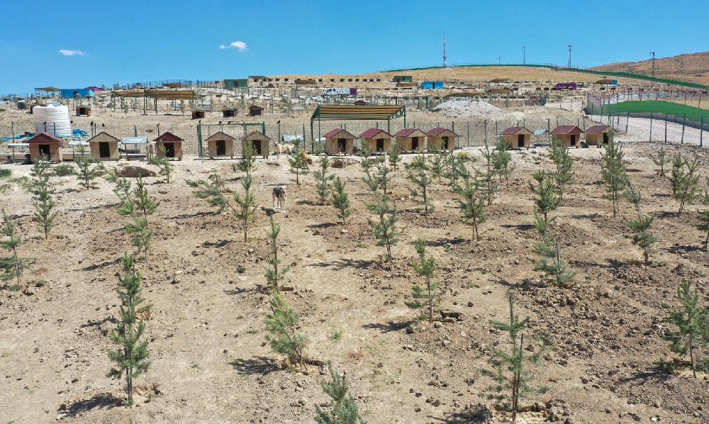 Van Büyükşehir Belediyesi doğal yaşam alanına 20 bin ağaç dikti