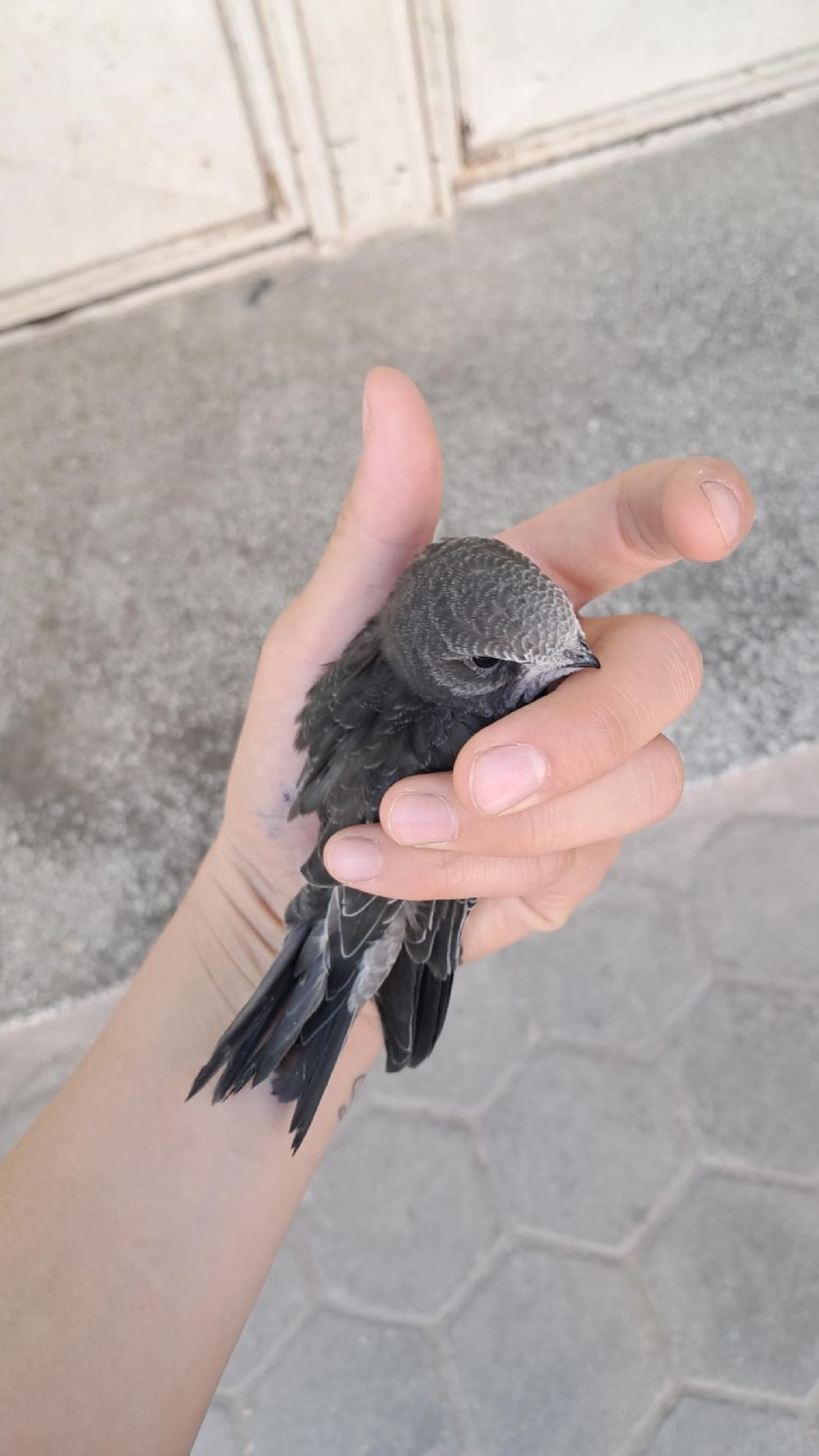 Yaralı ebabil kuşuna vatandaş sahip çıktı