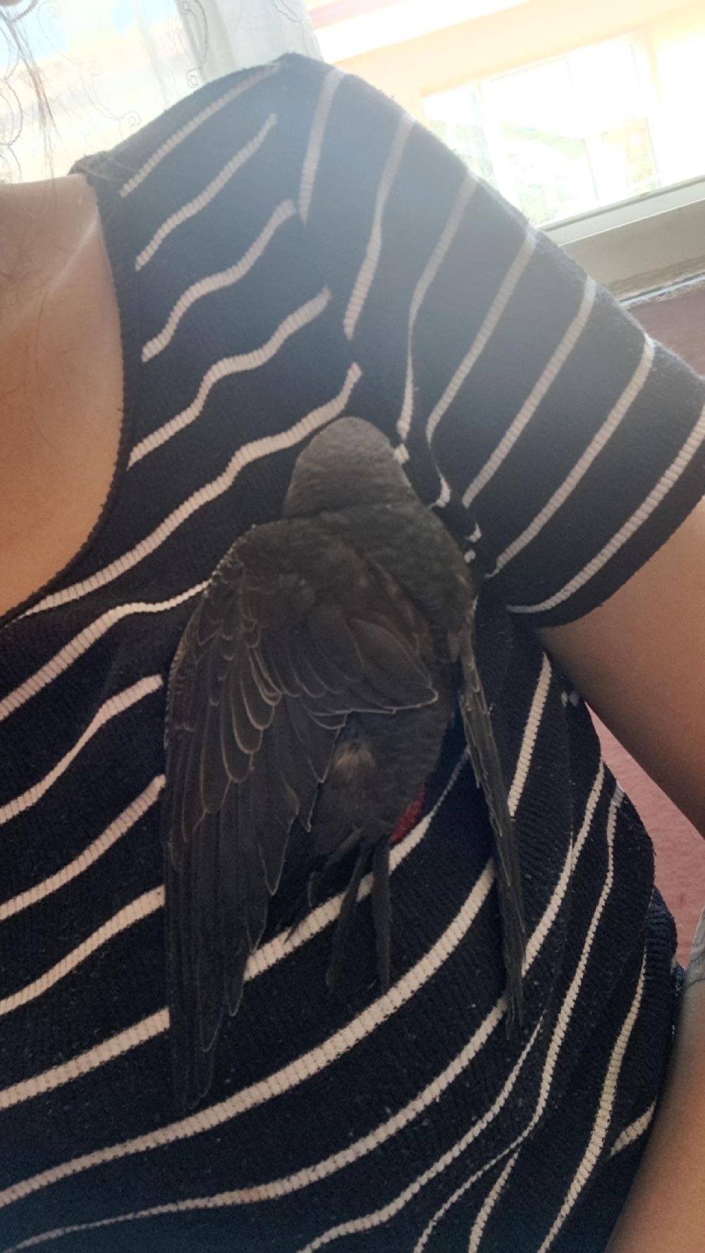 Yaralı ebabil kuşuna vatandaş sahip çıktı