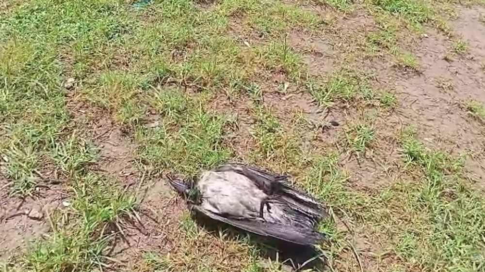 Yaralı karga, havadaki kargalar sayesinde bulundu