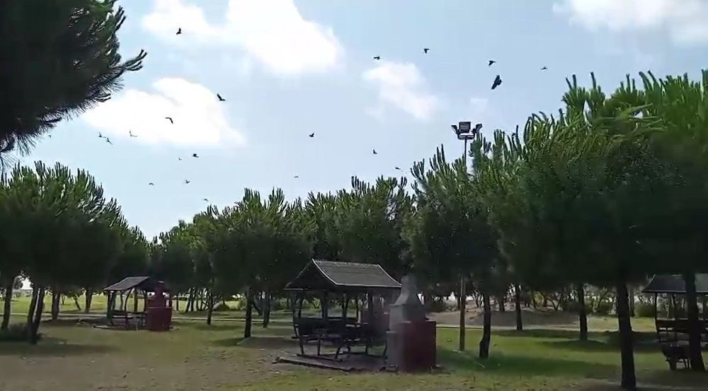 Yaralı karga, havadaki kargalar sayesinde bulundu