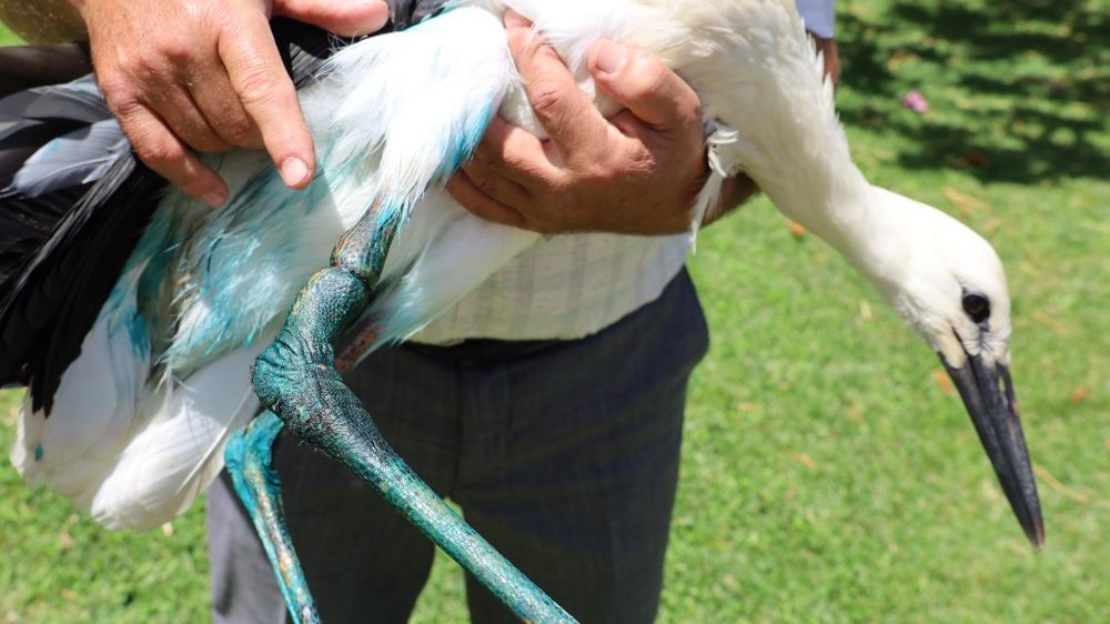 Yaralı leyleğe imamdan şefkat eli: "Kur’an kursumuzun maskotu oldu"