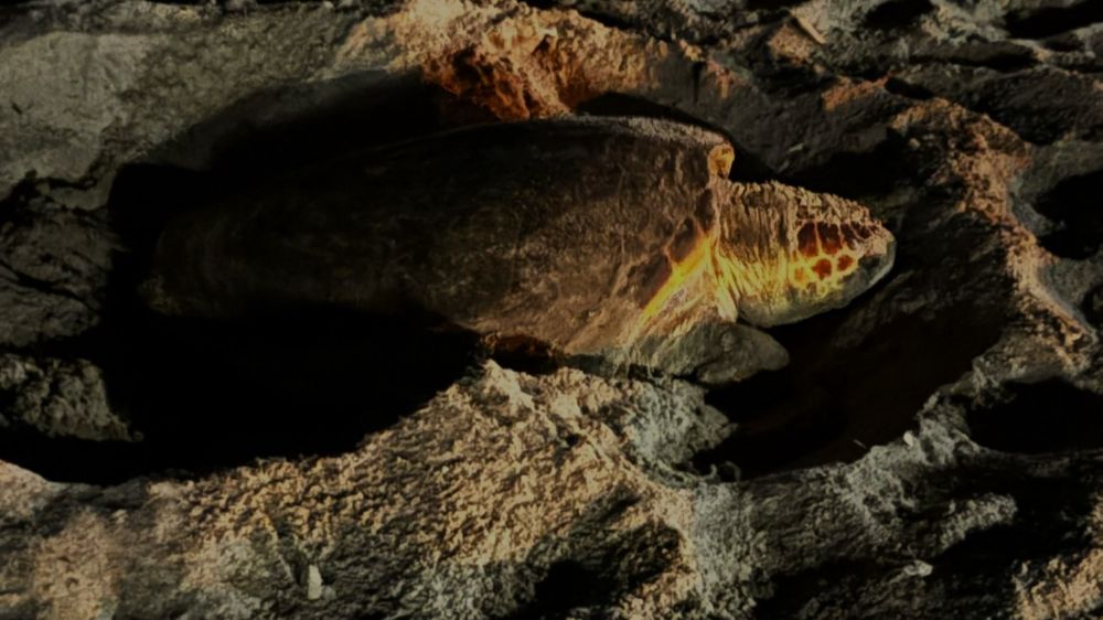 Yavru leyleği kurtarıp, deniz kaplumbağası yumurtalarını koruma altına aldılar