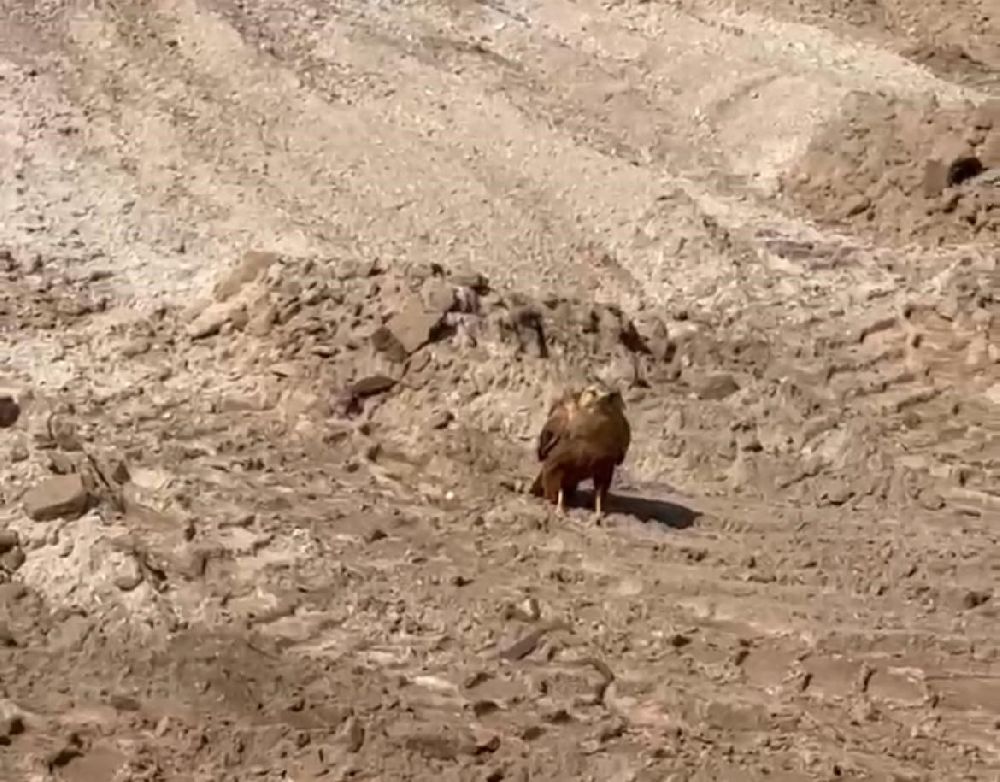 Yılanın karga ve kartalla mücadelesi kameralara yansıdı