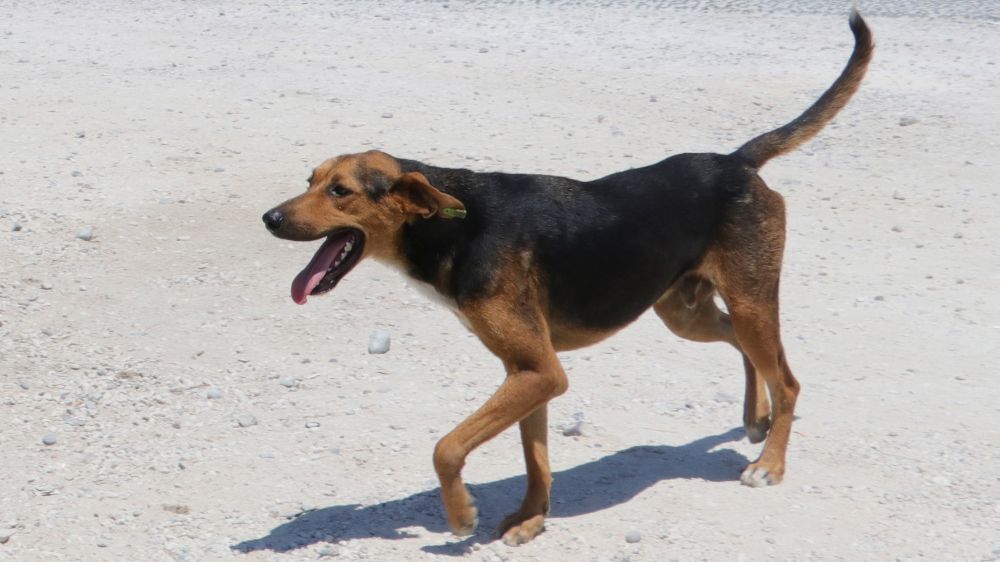 Yozgat’ta köpeğini başıboş bırakan kişiye ilk ceza kesildi