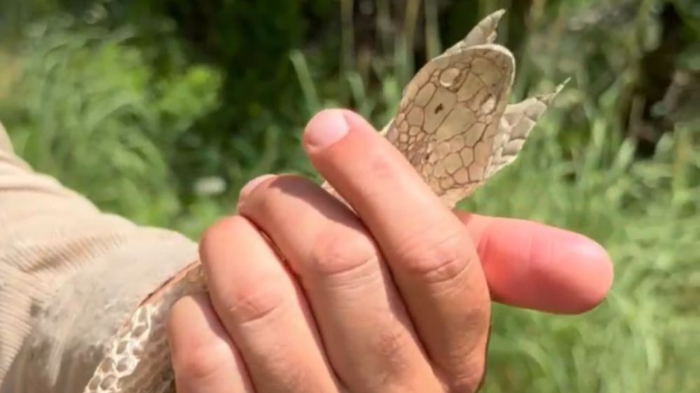 Yüksekova'da en zehirli türlerden birine ait olduğu değerlendirilen yılan derisi bulundu