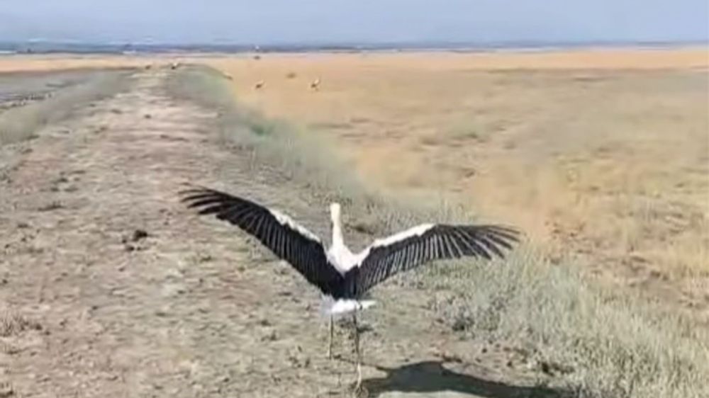 Yuvadan düşen leylek tedavisinin ardından doğaya salındı