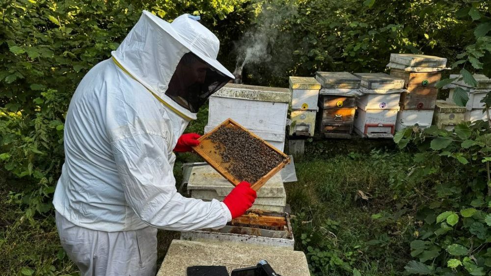 Zonguldak'ta arıcılık son 15 yılın en verimli dönemini yaşıyor