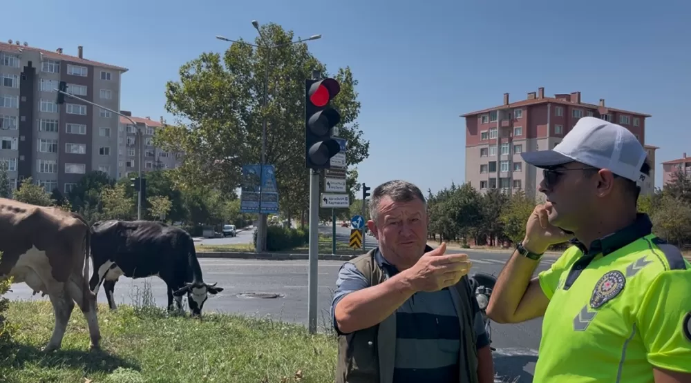 Çiftlikten firar ettiler Şehirde refüjlerde otlayıp dinlendiler