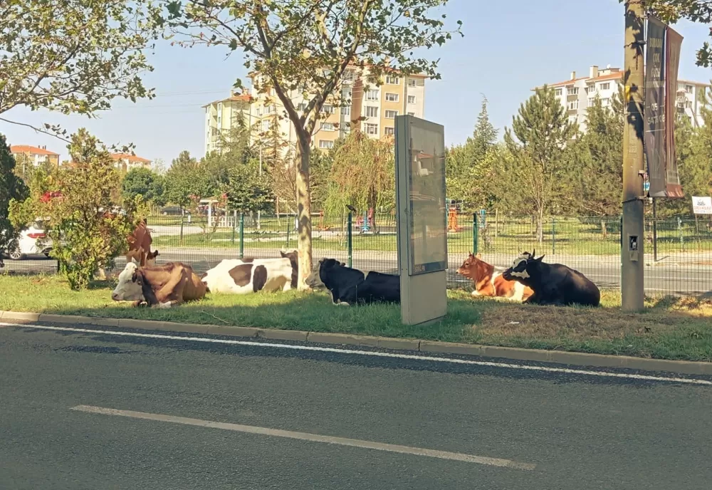 Çiftlikten firar ettiler Şehirde refüjlerde otlayıp dinlendiler