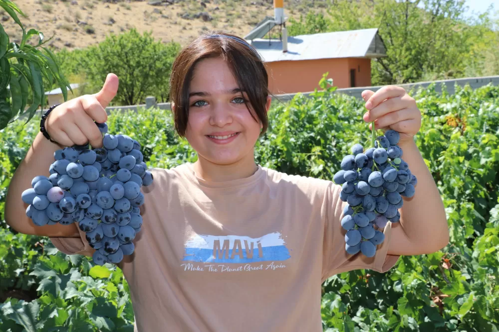 Erzincan Üzümlü bağlarında Cimin üzümü hasadı başladı