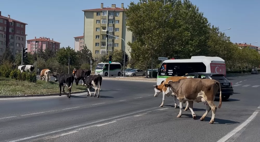 Çiftlikten firar ettiler Şehirde refüjlerde otlayıp dinlendiler