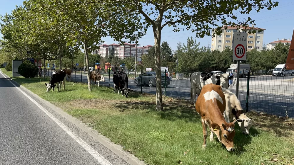 Çiftlikten firar ettiler Şehirde refüjlerde otlayıp dinlendiler