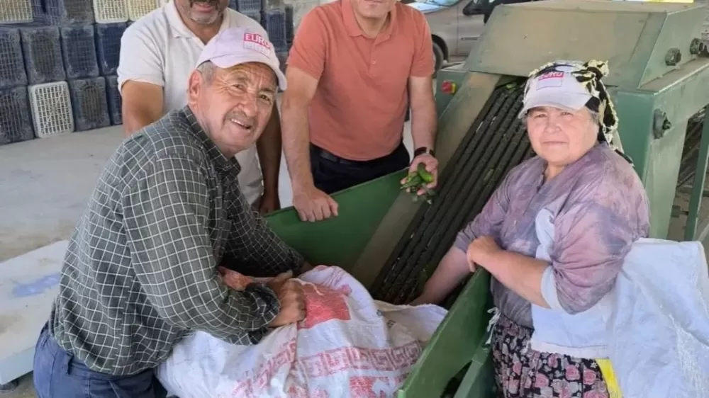 Afyonkarahisar’da kornişon salatalık hasadı başladı