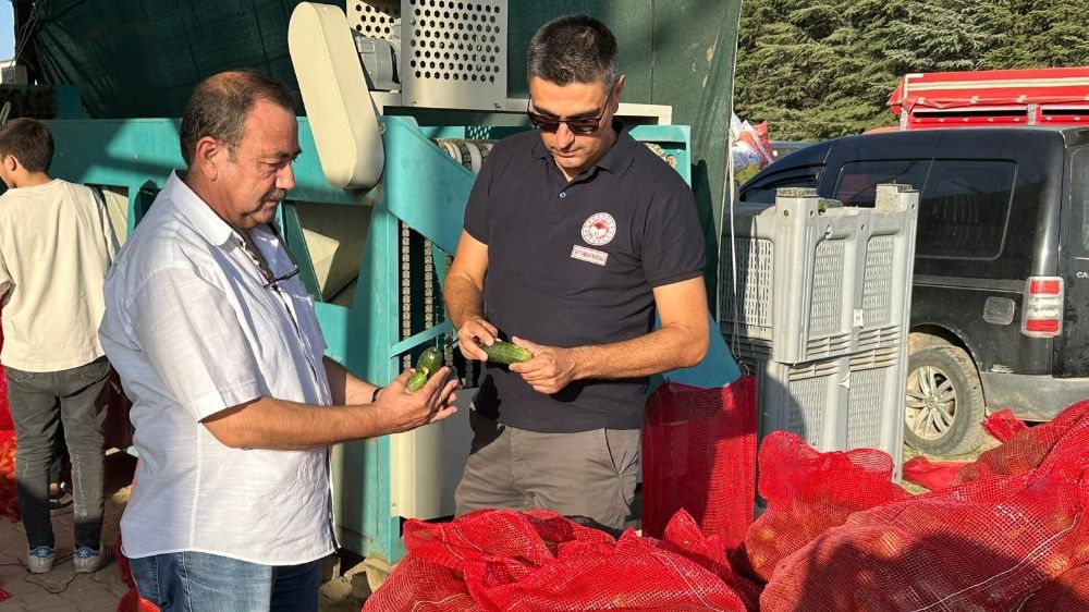 Afyonkarahisar'da kornişon salatalık hasadı devam ediyor