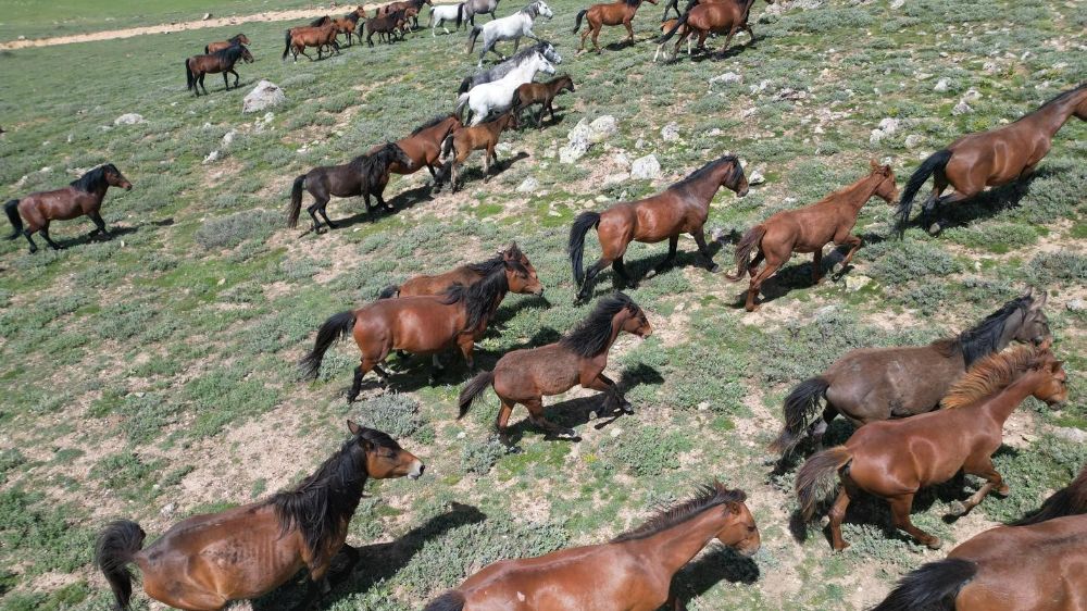 Afyonkarahisar'da Yılkı Atlarından kartpostallık görüntüler