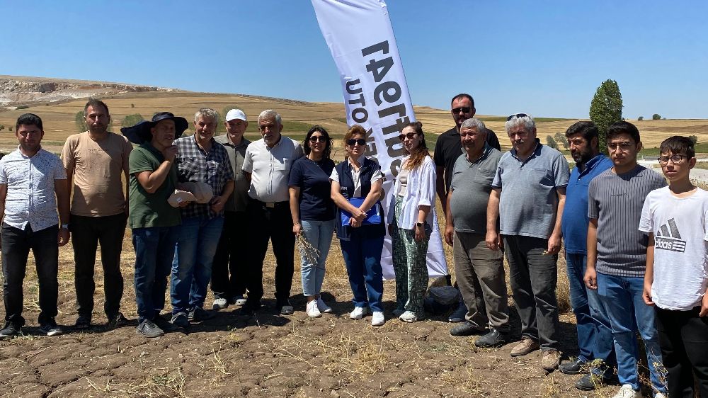 Alaca’da yüksek verimli çörek otunda hasat zamanı