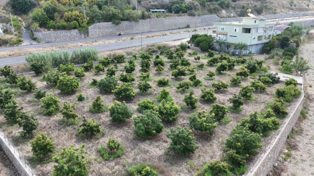 Alanya'da erkenci Clifton cinsi avokado hasadı başladı