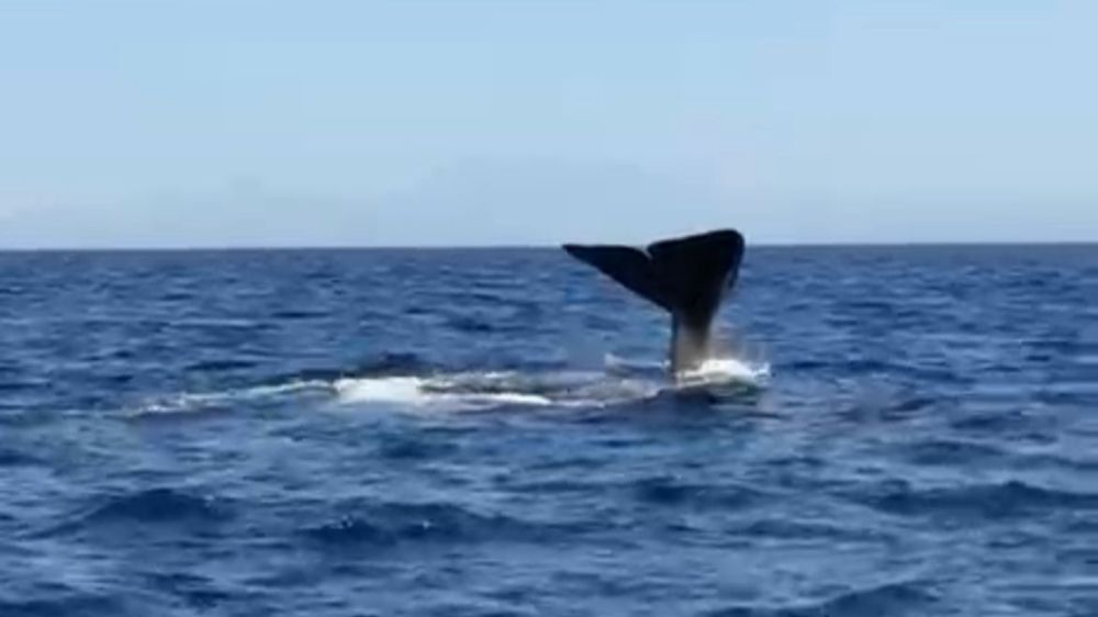 Antalya açıklarında İspermeçet Balinası görüntülendi