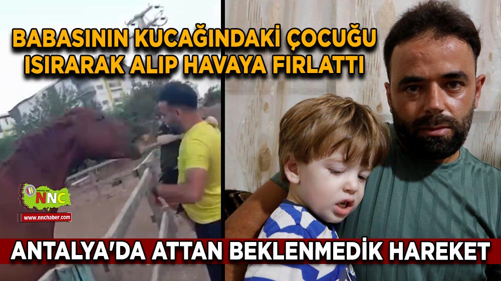 Antalya'da attan beklenmedik hareket Babasının kucağındaki çocuğu ısırarak alıp havaya fırlattı