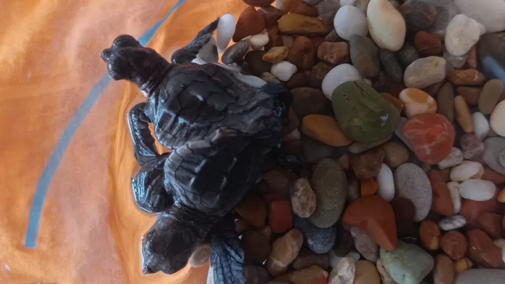 Antalya'da bulunan siyam ikizi caretta