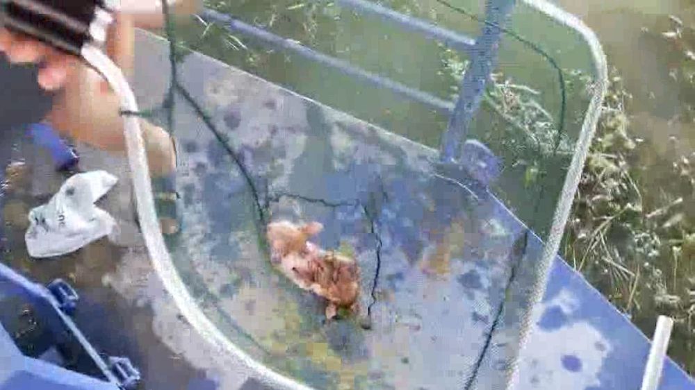 Antalya'da çaya düşen kedi kurtarıldı