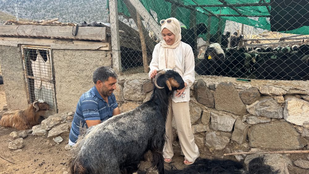 Antalya'da keçi kıl kırkımı gelenekleri halen yaşatılıyor