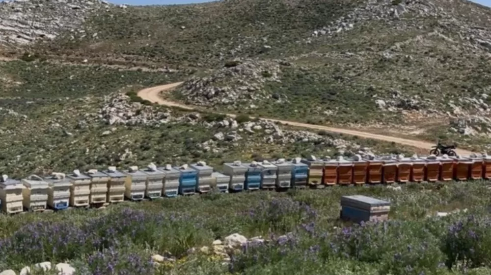 Antalya'da kovan hırsızlığı