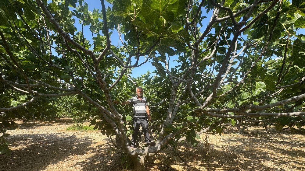 Antalya'da sıcak hava siyah incir rekoltesini yüzde 50 düşürdü