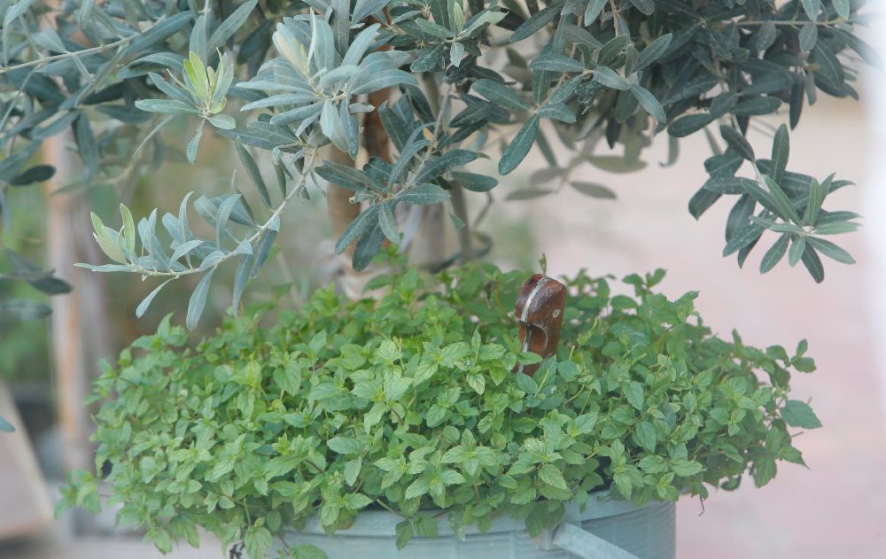 Antalya'da Yaşadığı dairede boğazı kesilmiş olarak bulunmuştu Kimliği belli oldu